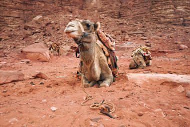 Petra 'da kırmızı kumda dinlenen develer turistlerin binmesini bekliyor.