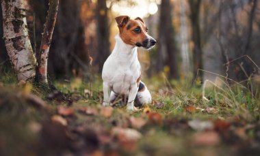 Küçük Jack Russell Teriyeri sonbaharda sarı portakal yapraklarıyla orman yolunda oturuyor. Arka planda bulanık ağaçlar var.