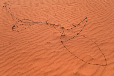 Çölde kırmızı kumla kaplanmış dikenli teller.