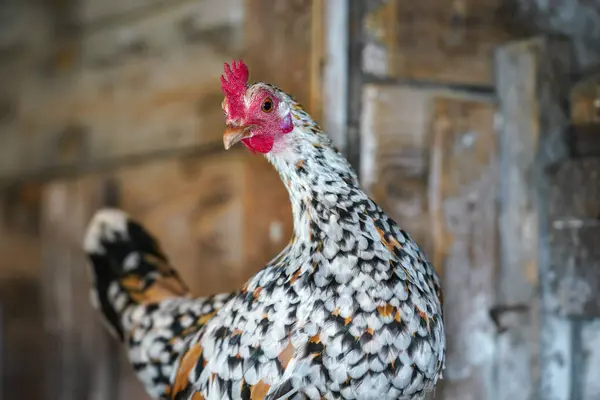 Kis Foltos Bantam Csirke Tyúk Élénk Piros Fésű Közelkép Részletesen — Stock Fotó