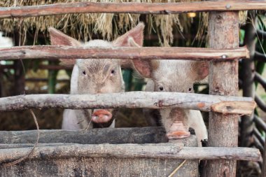 Küçük ahırdaki iki küçük domuzcuk, ahşap parmaklıkların arasından bakıyor.