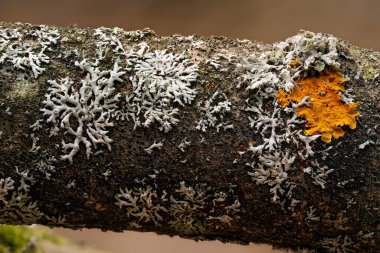 Sarı portakal rengi deniz patlamış liken - Xanthoria parietina ve biraz Hypogymnia physodes - kuru ağaç dalında yetişiyor, yakın plan detay