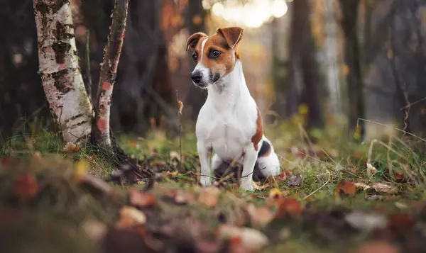Kis Jack Russell Terrier Erdei Úton Sárga Narancs Levelek Ősszel — Stock Fotó