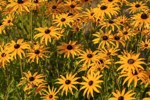 Muitos Coneflower Doce Amarelo Alaranjado Rudbeckia Subtomentosa Crescendo Jardim Profundidade — Fotografia de Stock