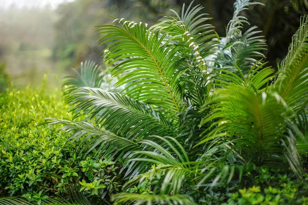 Selva Tropical Africana Detalle Cercano Plantas Helecho Profundidad Poco Profunda — Foto de Stock
