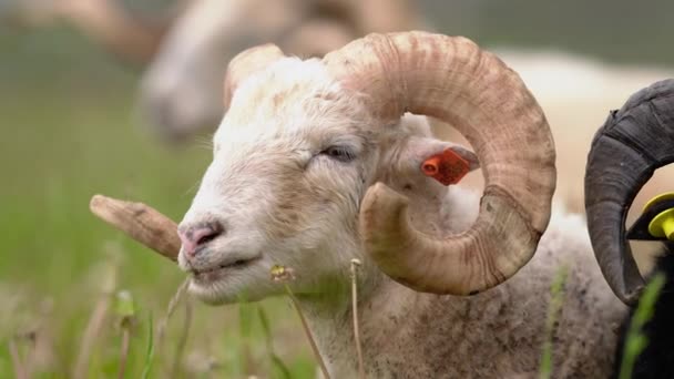 Πρόβατα Στριμμένα Κέρατα Παραδοσιακή Σλοβακική Φυλή Αρχική Βαλάσκα Που Αναπαύεται — Αρχείο Βίντεο