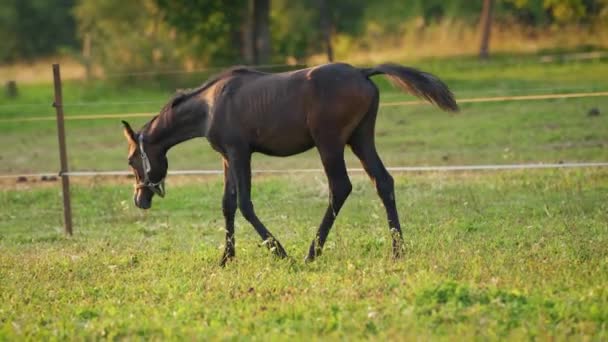 Dunkelbraunes Arabisches Pferdefohlen Läuft Über Grünes Feld — Stockvideo