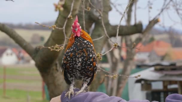 Kleiner Bantam Hühnerhahn Mit Leuchtend Rotem Kamm Und Grünem Schwanz — Stockvideo