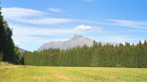 绿色的夏季牧场 草在风中飘扬 克里文峰 斯洛伐克符号 天空清澈 距离遥远 — 图库视频影像