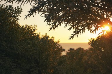 Turuncu güneş ufkun arkasında batar, sakin deniz, sivri uçlu tropikal çalılar - Euphorbia stenoclada - ön planda