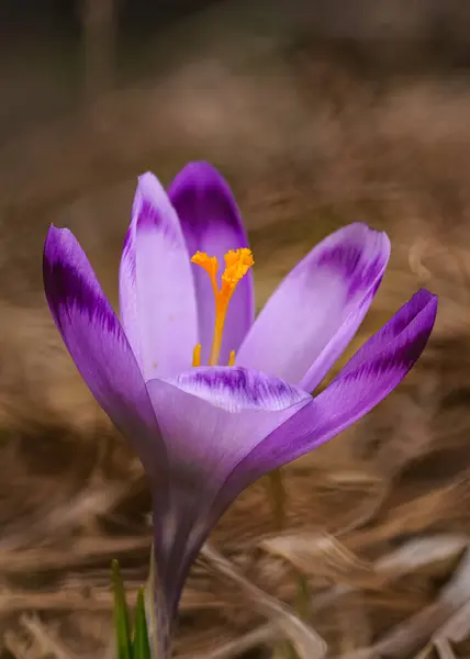 Iris Roxo Amarelo Selvagem Crocus Heuffelianus Flor Crescendo Sombra Grama — Fotografia de Stock