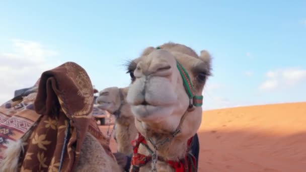 Wadi Rum砂漠で待っている観光客の乗り物のためのラクダ 頭へのクローズアップの詳細 — ストック動画