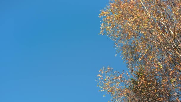 Birch Δέντρο Κίτρινο Φύλλα Του Φθινοπώρου Κινείται Αργό Άνεμο Άδειο — Αρχείο Βίντεο