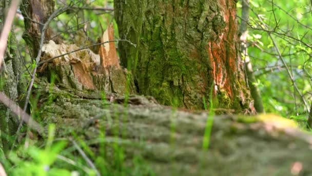 苔と地衣類の樹皮上に成長しいくつかの緑の草の翼の近く — ストック動画