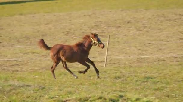Puledro Cavallo Arabo Marrone Che Corre Sopra Campo Verde — Video Stock