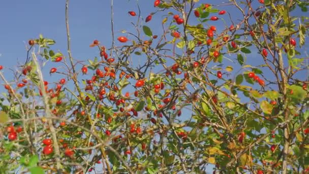 Sol Brilla Sobre Pequeños Arbustos Con Rosa Mosqueta Roja Detalle — Vídeo de stock