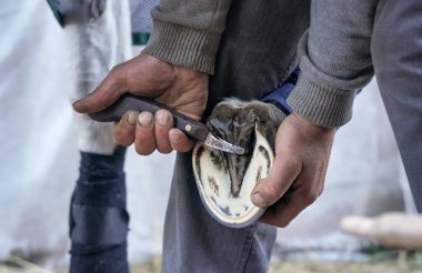 At nalı sürmeden önce at nalını temizlemek için bıçak kullanan bir adam. Hayvani ayakları tutan ellere yakın plan.