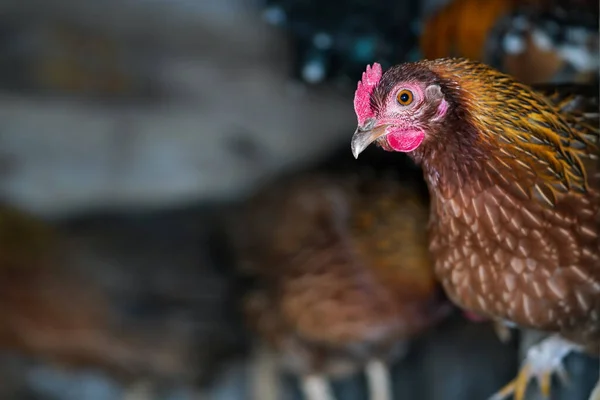 Kis Barna Bantam Csirke Tyúk Élénk Piros Fésű Közelkép Részleteket — Stock Fotó
