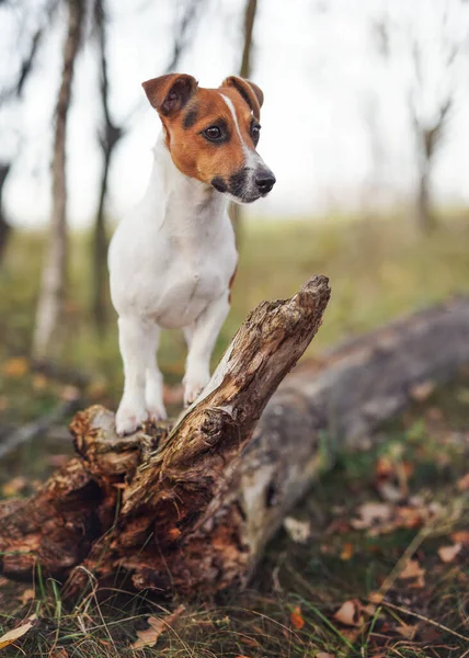Küçük Jack Russell Ormandaki Teriyer Köpeği Devrilmiş Ağaçta Duruyor Yan — Stok fotoğraf
