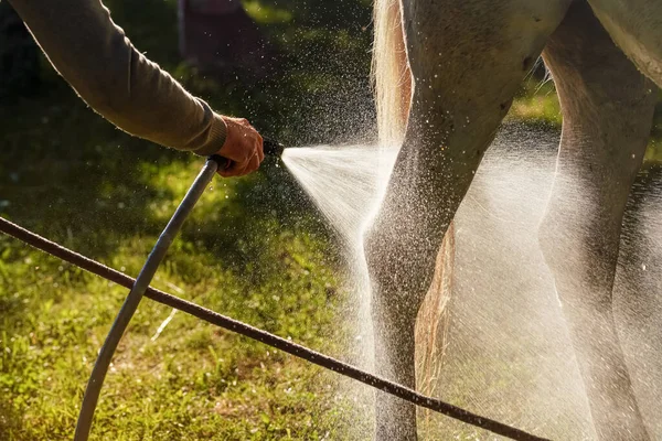 Sun shines to water spraying form hose to horse legs during cleaning, closeup detail