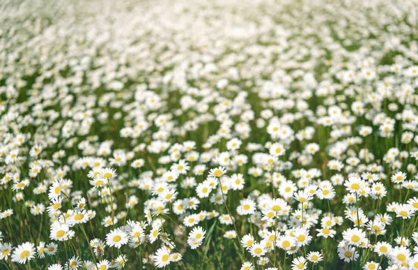 Sun Lit Spring Meadow Many Daisy Flowers Blooming Shallow Depth — Fotografia de Stock