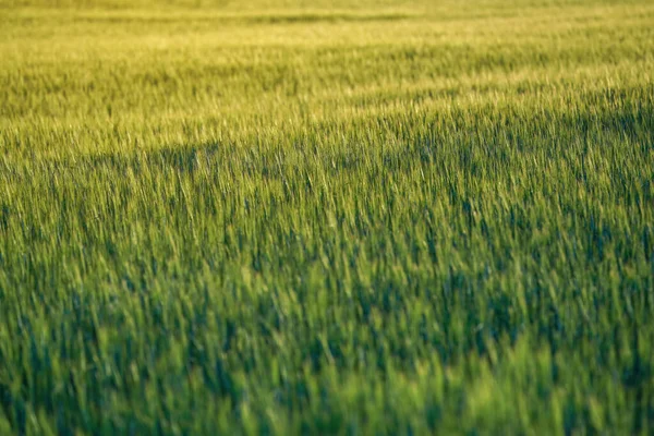 Післяобіднє Сонце Світить Зеленого Молодого Пшеничного Поля Неглибока Глибина Польових — стокове фото