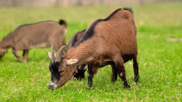 小さな茶色のヤギ オランダのピグミー品種 の子供たち放牧 草を食べる 周りの緑の牧草地 — ストック動画