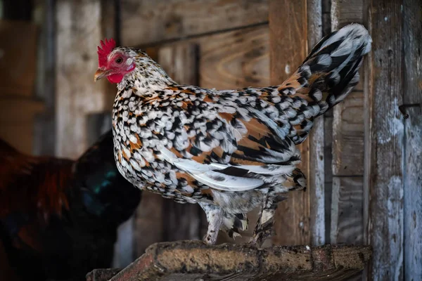 Kis Foltos Bantam Csirke Tyúk Élénk Piros Fésű Közelkép Részletesen — Stock Fotó