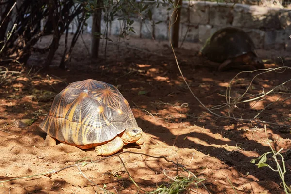 Strahlenschildkröte Astrochelys Radiata Vom Aussterben Bedrohte Schildkrötenart Die Auf Madagaskar — Stockfoto