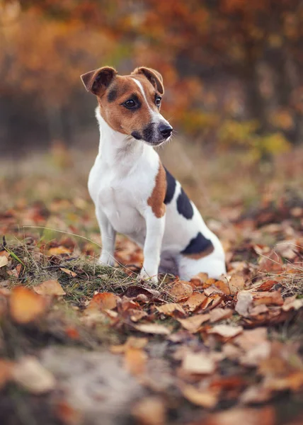 Small Jack Russell Terrier Sitting Forest Path Orange Leaves Autumn — Stock Fotó