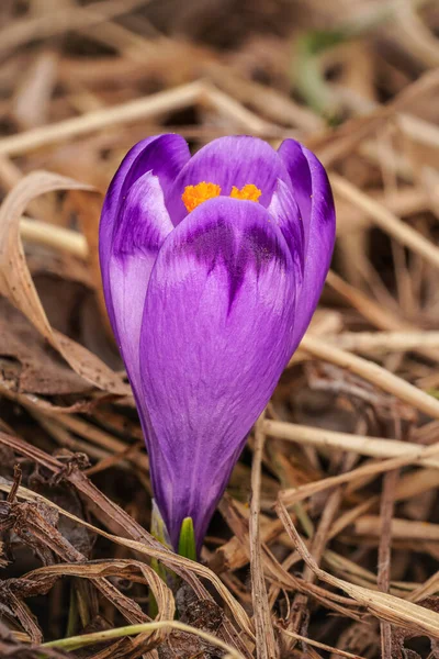 野生の紫と黄色の虹彩 Crocus Heffelianus Discolor まだ完全に開いていない頭 葉の周りに乾燥した草の上に成長します 花弁に見える個々の花粉粒のマクロ詳細を閉じる — ストック写真