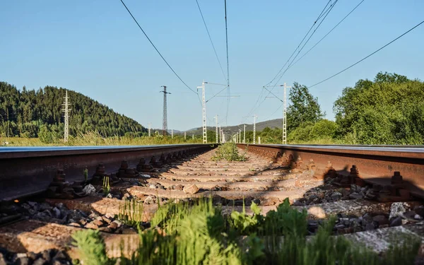 Eisenbahngleise Einige Pflanzen Die Zwischen Bindungen Wachsen Niedriger Blickwinkel Verschwommener — Stockfoto