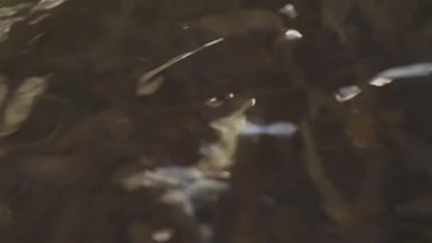繁殖場の暗い水の中で泳ぐ小さなマスの魚 クローズアップ詳細 — ストック動画