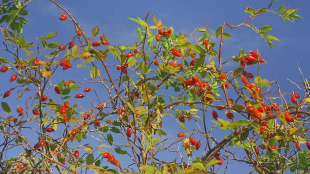 阳光照射在红色玫瑰叶上的小灌木上 细致入微 卡妮娜犬玫瑰果 用于草药和富含抗氧化剂和维生素C的食物 — 图库视频影像