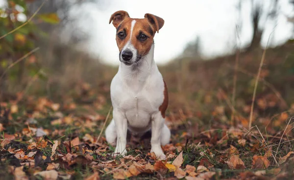 Pequeño Jack Russell Terrier Sentado Camino Del Bosque Hojas Color —  Fotos de Stock