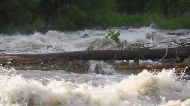 Špinavá Povodňová Voda Tekoucí Rychle Řece Poblíž Spadlého Stromu Detailní — Stock video