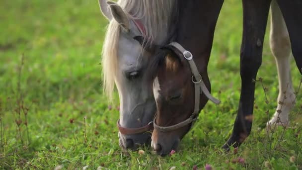 Ciemnobrązowe Konie Arabskie Wypasane Zielonym Polu Małe Źrebaki Matka Pobliżu — Wideo stockowe