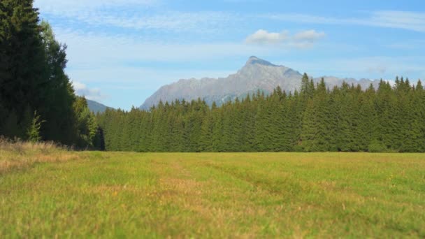 Verte Prairie Été Herbe Déplaçant Dans Vent Mont Krivan Pic — Video