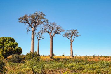 Grass, small shrubs growing on flat land, tall baobab trees in distance, typical Madagascar landscape are region near Maninday