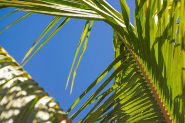Looking through green palm leaves, clear blue sky background, closeup detail