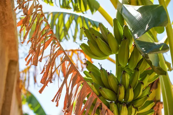 Куча Зеленых Незрелых Бананов Растущих Дереве — стоковое фото