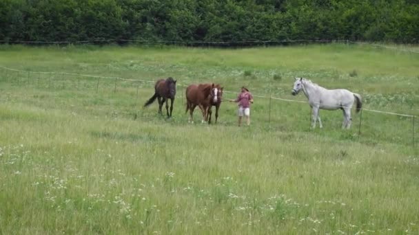 Young Woman Shorts Shirt Taking Horses Back Stables Green Meadow — Stock Video