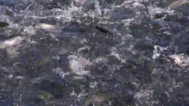 Grupa Pstrągów Tęczowych Gospodarstwie Skaczących Nad Wodą Podczas Karmienia Rozpryskująca — Wideo stockowe