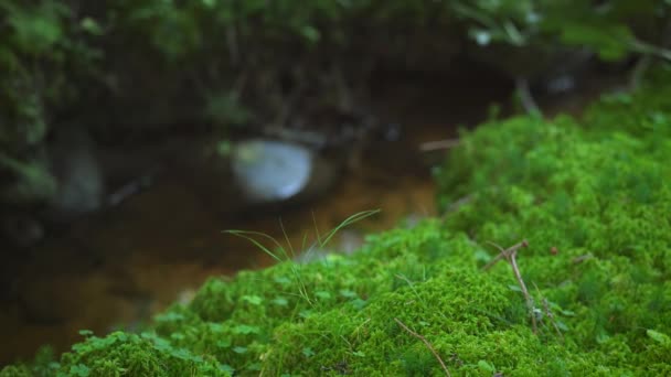 Muschio Verde Fine Funghi Minuscoli Che Crescono Terreno Forestale Scuro — Video Stock