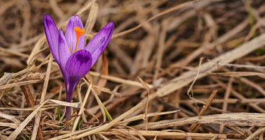 Yabani mor ve sarı iris (Crocus heuffelianus) çiçekleri gölgede, kuru çimlerde ve yapraklarda yetişir.