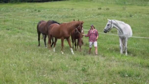 Młoda Kobieta Krótkich Spodenkach Koszuli Odprowadzająca Konie Stajni Zielonej Łąki — Wideo stockowe