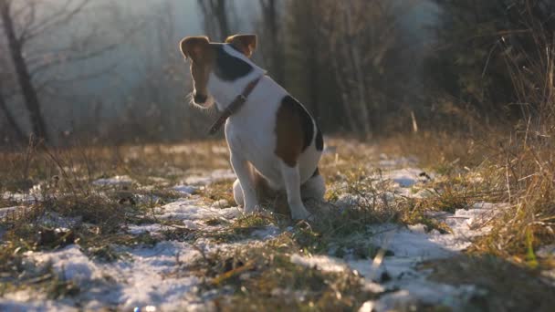 Küçük Jack Russell Teriyeri Soğuktan Titreyen Dondurucu Kış Günü Kar — Stok video