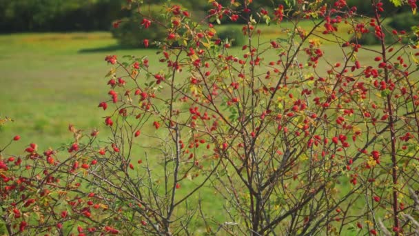 阳光照射在红色玫瑰叶上的小灌木上 相机慢慢滑向前方 用于草药和富含抗氧化剂和维生素C的食物 — 图库视频影像