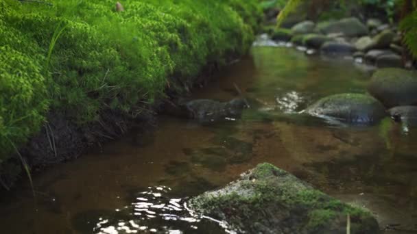 Kamera Powoli Przesuwa Się Nad Małym Leśnym Strumieniem Rzeki Mokre — Wideo stockowe