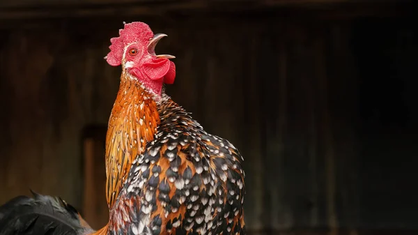 Kis Bantam Csirke Kakas Fényes Tollak Koronázási Csőr Nyitott Sötét — Stock Fotó